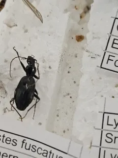 Platynus angustatus thumbnail 4