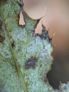 Golovinomyces montagnei thumbnail 3