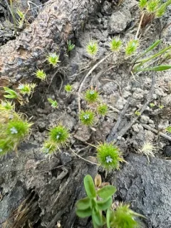Willamette Navarretia thumbnail 3