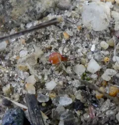 Dwarf Ground Long-jawed Spider thumbnail 2