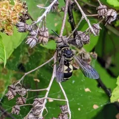 Lunate Longhorn-cuckoo Bee thumbnail 2