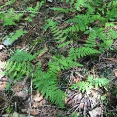 bulblet fern thumbnail 4