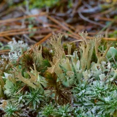Crazy Scale Lichen thumbnail 4