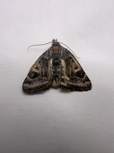 Banded Grass Moth