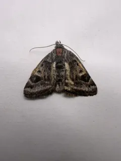 Banded Grass Moth thumbnail 1