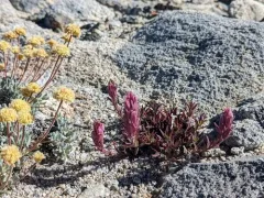 Purple Alpine Paintbrush thumbnail 4