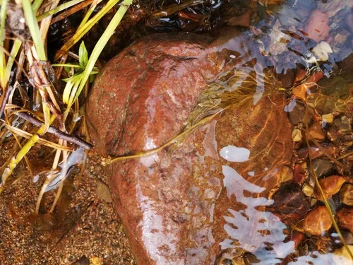 Slender-leaved pondweed