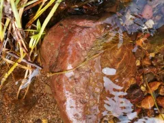 Slender-leaved pondweed thumbnail 1