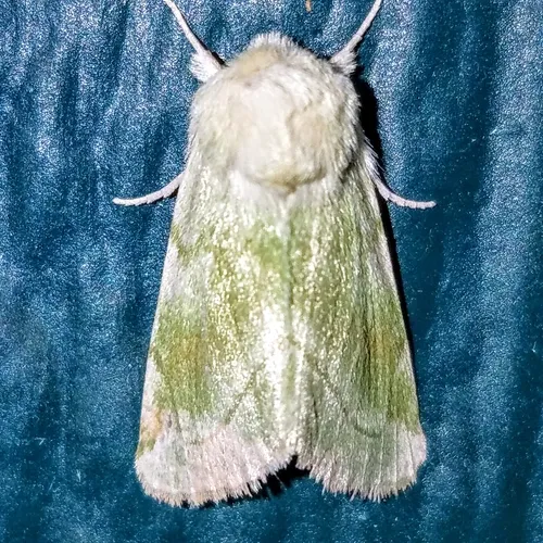 Elder Moth