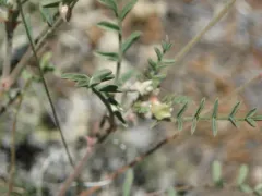 Pauper Milkvetch thumbnail 3