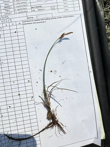 Parry's Sedge