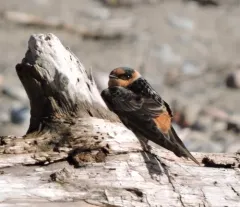 Cave Swallow thumbnail 4