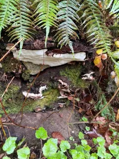 Conifer-base Polypore thumbnail 4