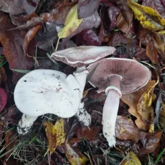 Felt-ringed Agaricus thumbnail 3
