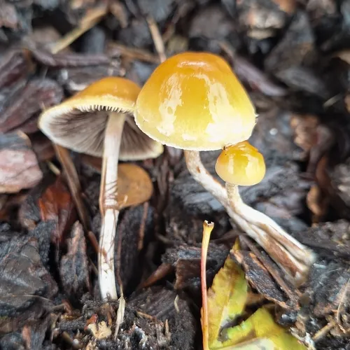 Hypholoma dispersum