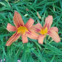 orange day-lily thumbnail 4