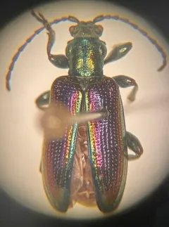 Schaeffer's reed beetle thumbnail 2