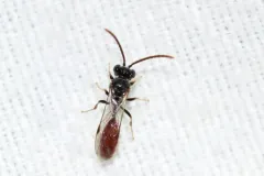 Psen monticola thumbnail 1