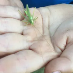 Oak Bush-cricket thumbnail 2