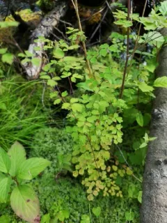Fewflower Meadow-rue thumbnail 2