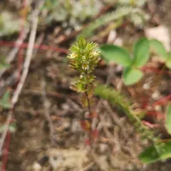 Arctic Eyebright thumbnail 3