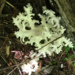 Coral tooth fungus thumbnail 2