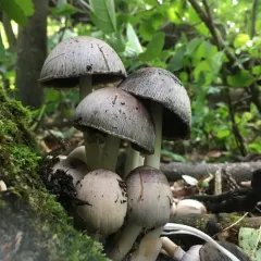 Common Ink Cap thumbnail 1