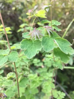 Fewflower Meadow-rue thumbnail 3