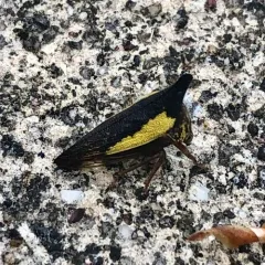 Locust Treehopper thumbnail 3