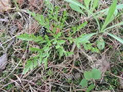 St. Lawrence grapefern thumbnail 3