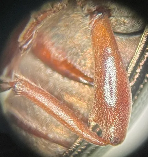 Plateumaris diversa
