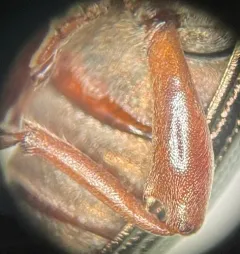 Plateumaris diversa thumbnail 1