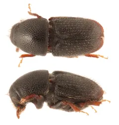 Apple Tree Beetle thumbnail 2