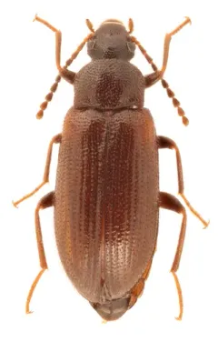 Mycetochara foveata thumbnail 2