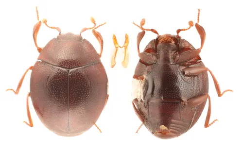 Anapleus marginatus