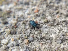Imported Crucifer Weevil thumbnail 2
