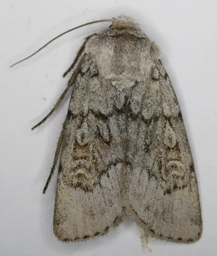 Euxoa dissona