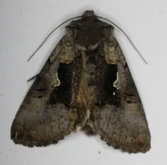 Syngrapha diasema thumbnail 4