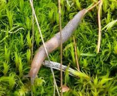 Chestnut Slug thumbnail 2