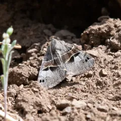 Drasteria edwardsii thumbnail 3