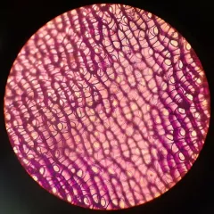 central sphagnum moss thumbnail 2
