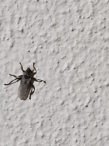 Pigeon Louse Fly