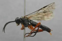 Tenthredo leucostoma thumbnail 1
