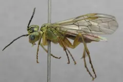 Pale Green-Tenthredo thumbnail 3