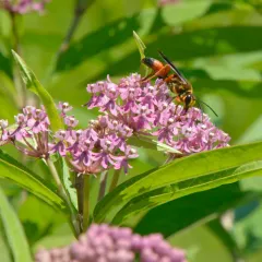 Great Golden Digger Wasp thumbnail 4