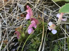 Common Lousewort thumbnail 3
