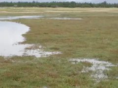 Perennial Glasswort thumbnail 1