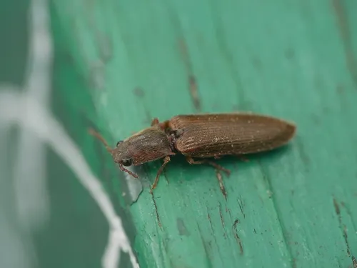 Brightwell's Click Beetle