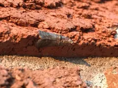 Alder Tubemaker Moth thumbnail 4