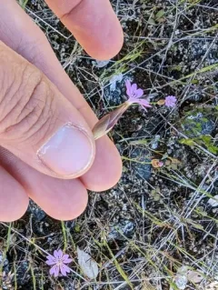 Hairypink thumbnail 4